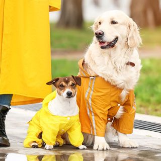 Png,%89PNG%0D%0A%1A%0A%00%00%00%0DIHDR%00%00%00%A0%00%00%00%A0%01%03%00%00%00%B1%01%F5n%00%00%00%03PLTE%00%00%FF%8Ax%D2W%00%00%00%01tRNS%00%40%E6%D8f%00%00%00%09pHYs%00%00%0E%C4%00%00%0E%C4%01%95%2B%0E%1B%00%00%00%19IDATH%C7%ED%C1%01%0D%00%00%00%C2%A0%F7O%ED%EC%01%14%00%00%007%0D%20%00%01%5CD%11%8F%00%00%00%00IEND%AEB%60%82