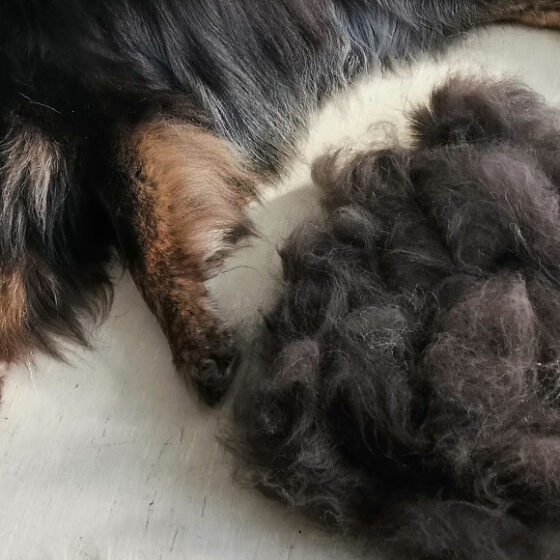 Fellwechsel bei Hunden und Katzen: Die besten Tipps für den Herbst