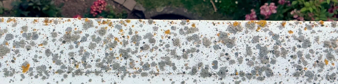 Fensterbank Moos 1170x291 Jpg